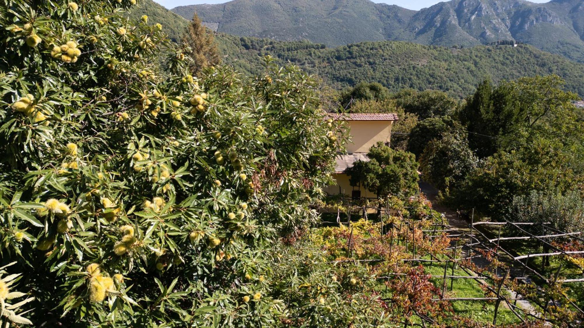 Casa Giordano Tramonti Exterior foto